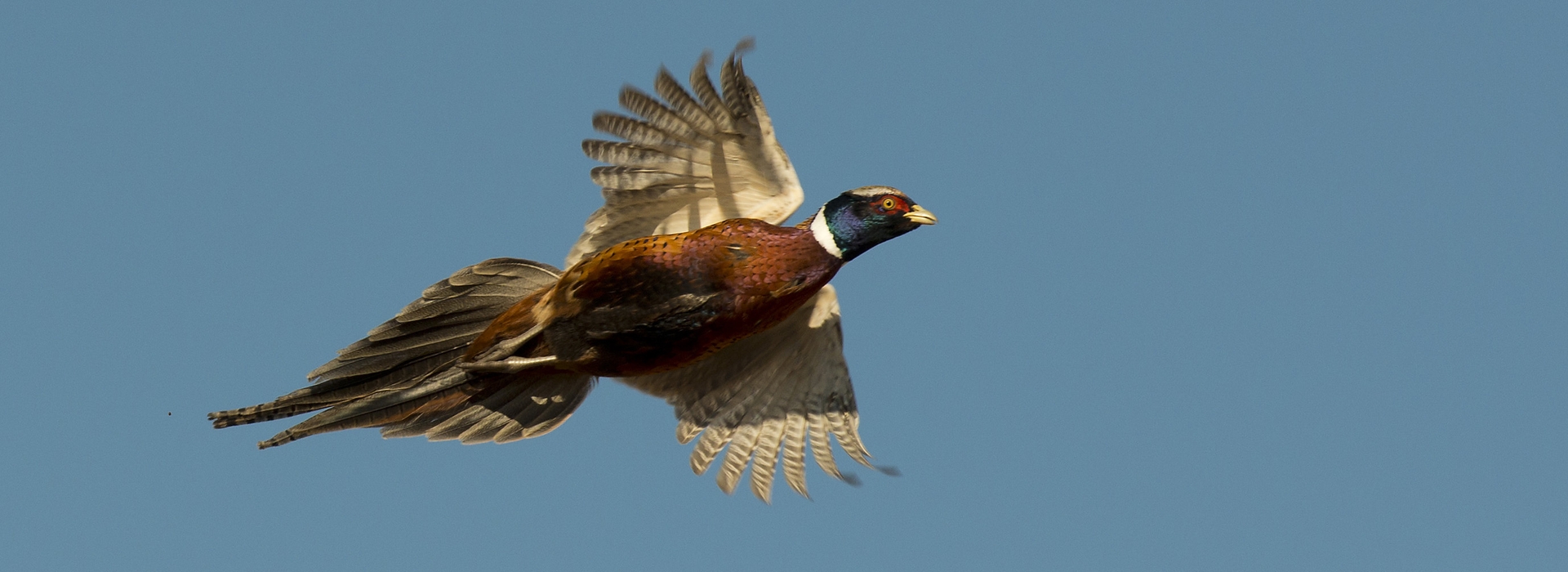 Dakota Prairie Holidays Pheasant Hunting Packages Dakota Prairie Holidays Pheasant Hunting Packages